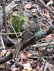 Eastern Nicator photo 4