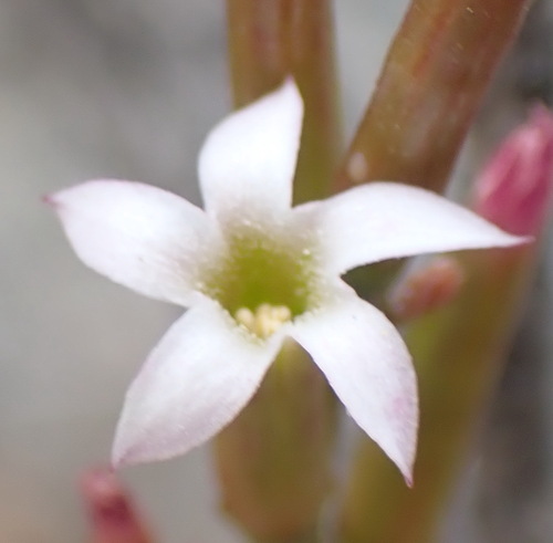 Adromischus inamoenus 2