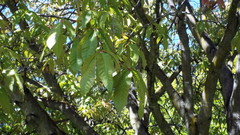 Aesculus indica