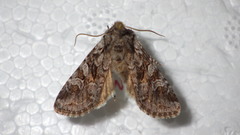 Lasionycta proxima