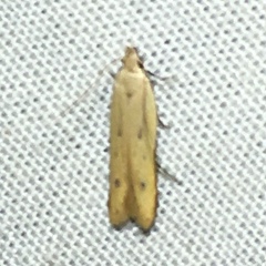 Mesophleps adustipennis