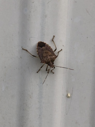 Prytanicoris observed 2023-02-27