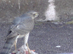 Accipiter nisus