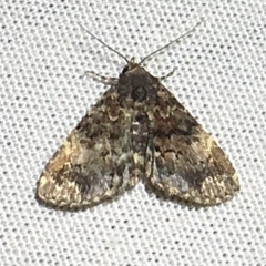 Metalectra richardsi