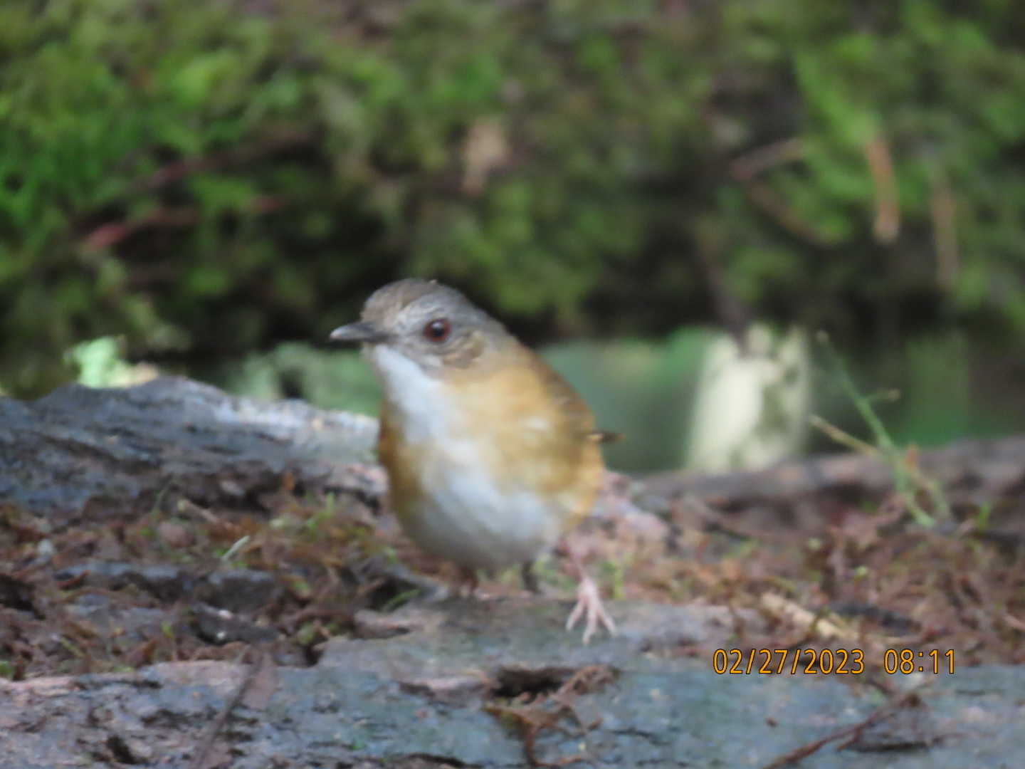 Temminck's Babbler (Pellorneum pyrrogenys), photo 8