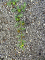 Tribulus terrestris
