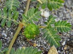 Tribulus terrestris