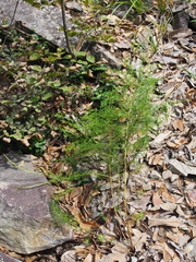 Artemisia capillaris