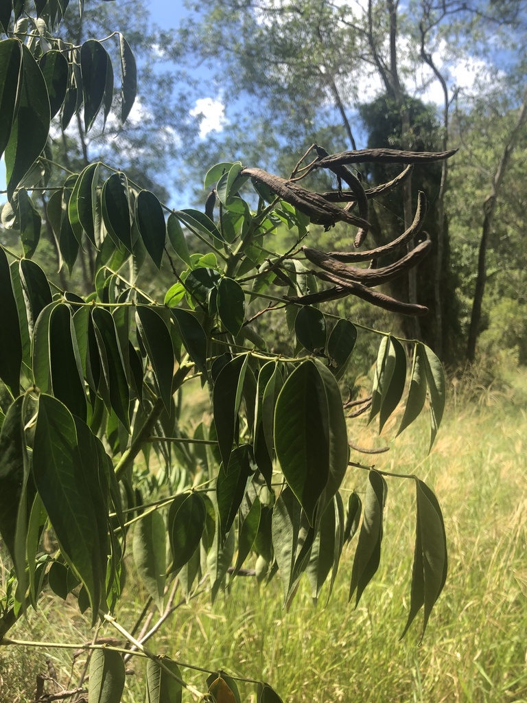 Arsenic Bush from Stratford St, Moggill, QLD, AU on February 27, 2023 ...