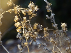 Centaurea melitensis