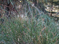 Acmispon glaber