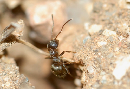 Lasius grandis