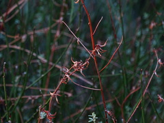 Acmispon glaber
