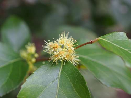 Xylosma congesta iNat (2)