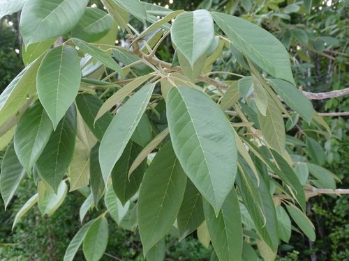 Image of Vitex gaumeri by (c) Alexis López Hernández, some rights reserved (CC BY)