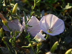 Convolvulus arvensis