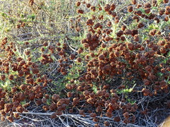 Eriogonum fasciculatum