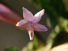 Convolvulus arvensis