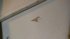 Geina periscelidactylus