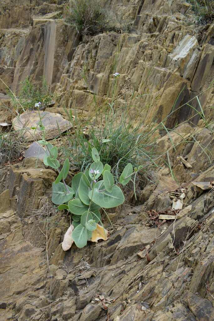 Moricandia sinaica