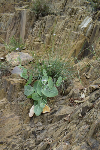 Moricandia sinaica