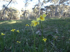Diuris behrii