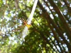 Micrathena fissispina