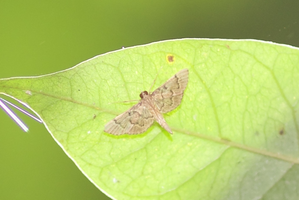 Duponchelia ranalis