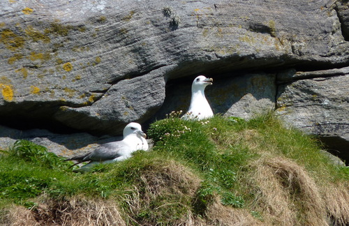 Fulmar boreal (Fulmarus glacialis)