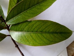 Syzygium jambos