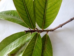 Syzygium jambos