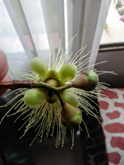 Syzygium jambos