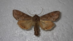 Polia bombycina
