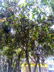 Syzygium jambos
