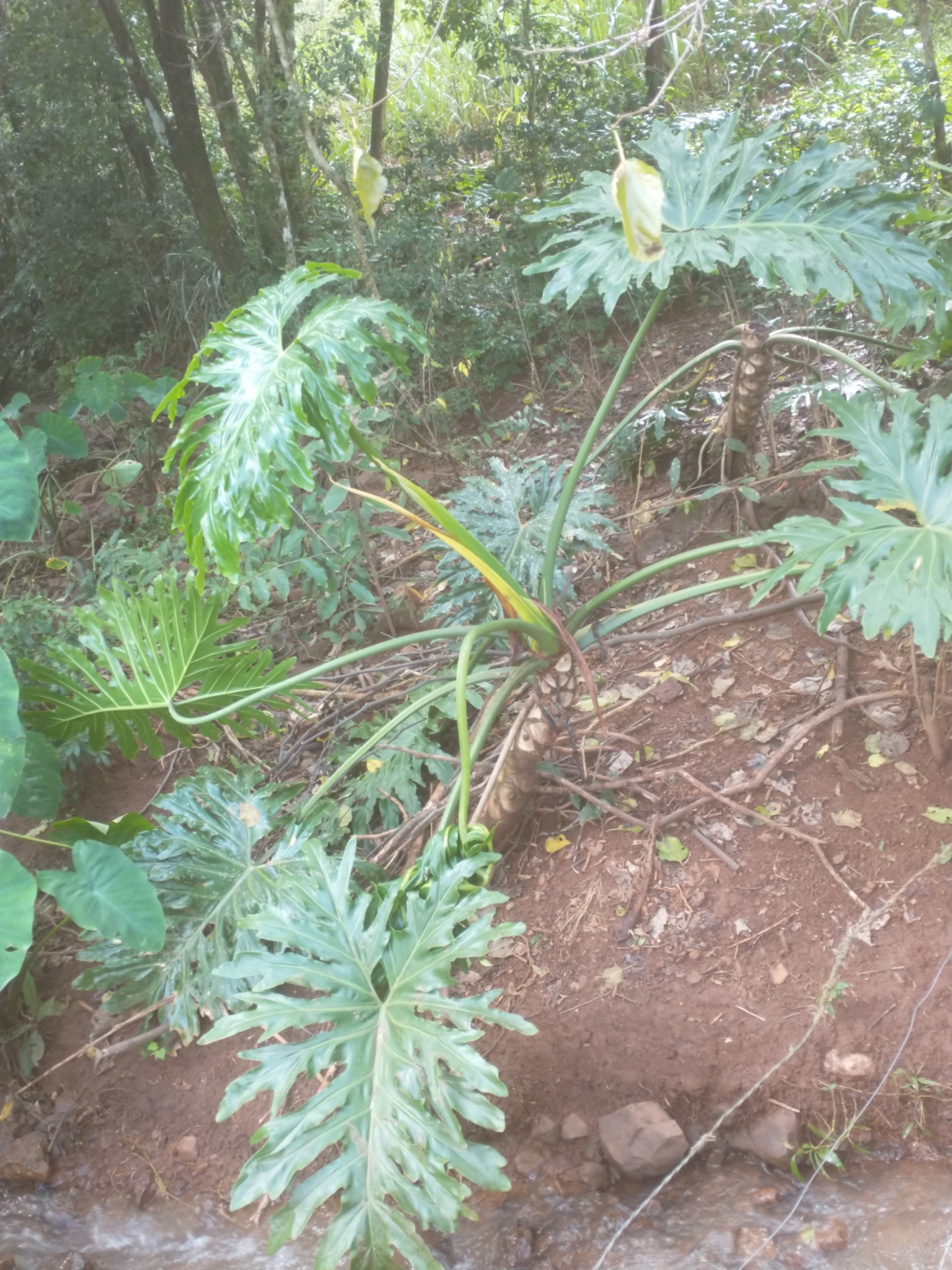 Thaumatophyllum bipinnatifidum