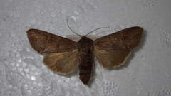 Polia bombycina