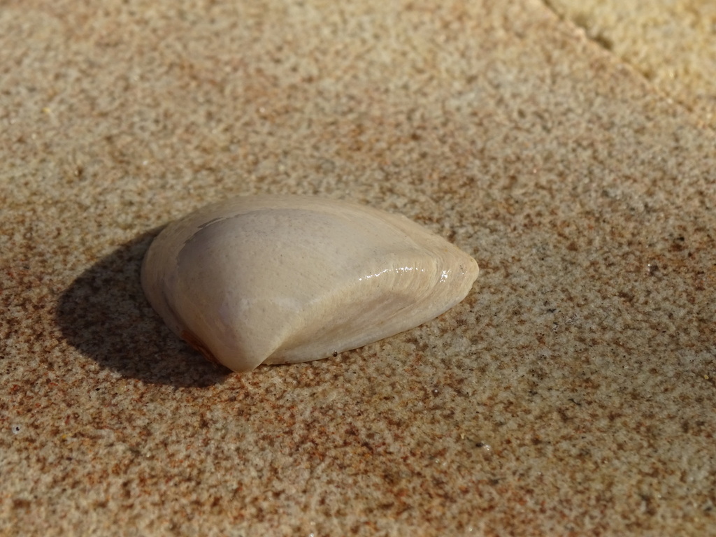 Trigonal Mactra