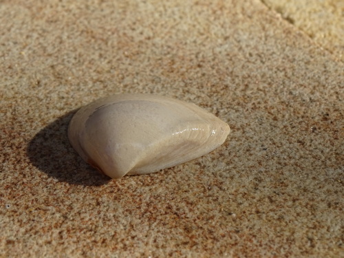 Trigonal Mactra