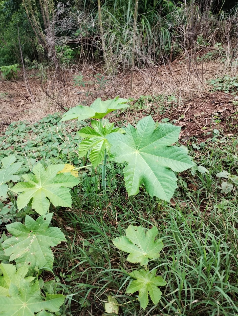Ricinus communis
