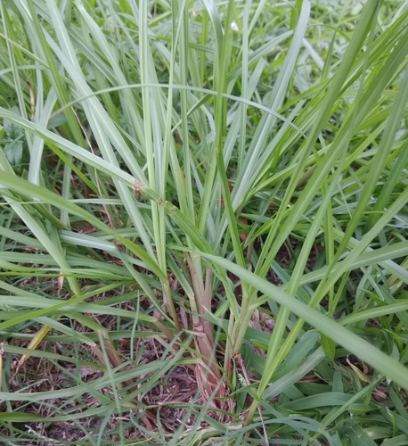 Paspalum notatum