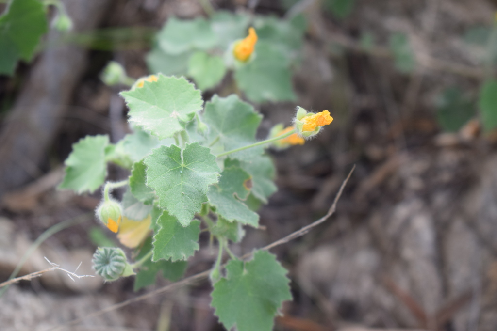 Abutilon bidentatum (Abutilon bidentatum)