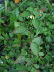 Corchoropsis crenata