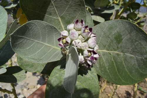 giant milkweed