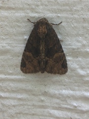 Phosphila turbulenta