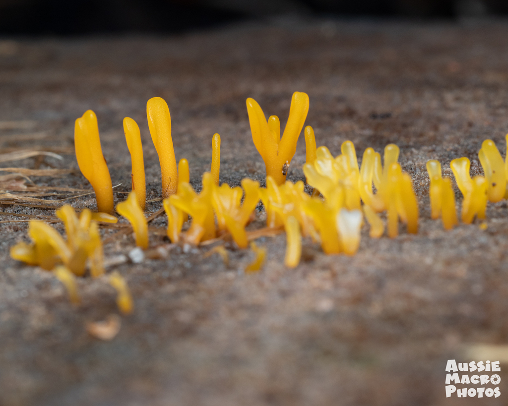 Fanshaped Jelly Fungus from Shroomin in Cairns Botanic Gardens, QLD