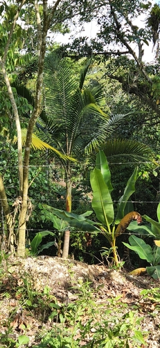 Giant Window Pane Palm (Reinhardtia paiewonskiana)