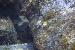 Lepidoblennius marmoratus