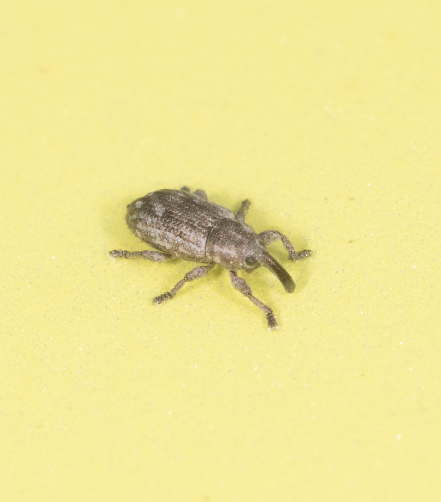 Ethadomorpha