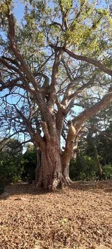 Image of Terminalia arjuna by (c) P Jeganathan, some rights reserved (CC BY)