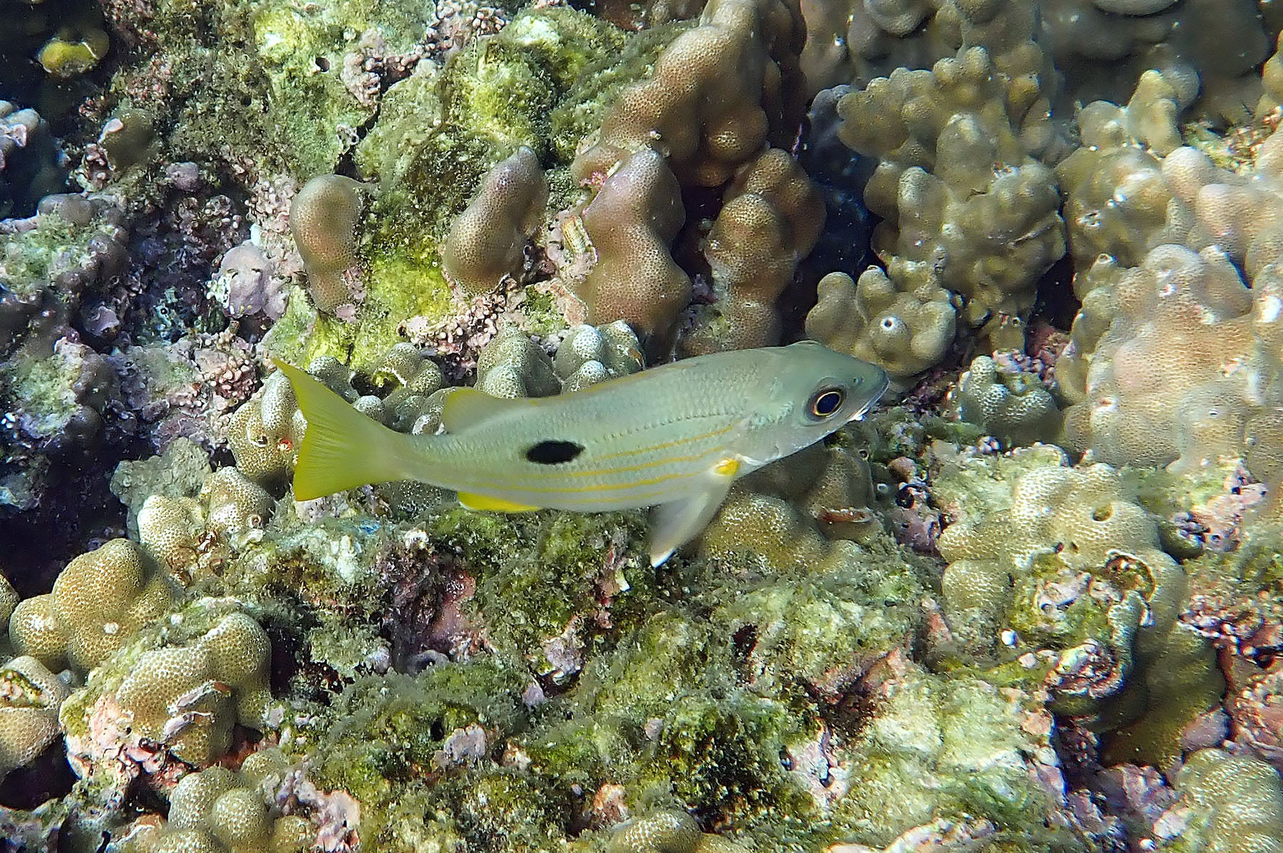 Lutjanus ehrenbergii